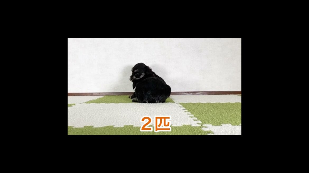 Q. 子犬は何匹？【ミニチュアシュナウザー】