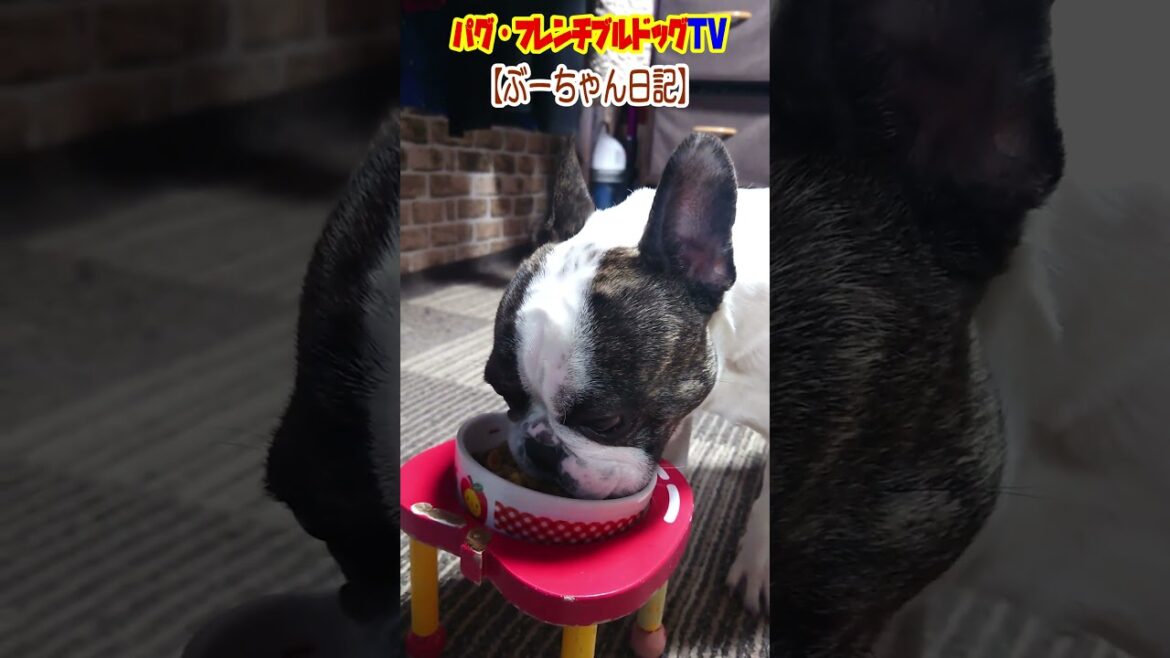 ご機嫌な朝、食事中で～す！ フレンチブルドッグ『ぶーちゃん日記』