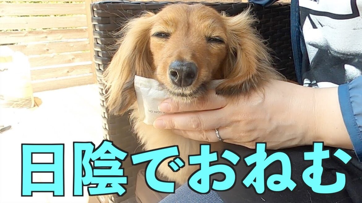 【GWの記録②】ヘルシーBBQ！！【カニンヘンダックスえびすの日常】