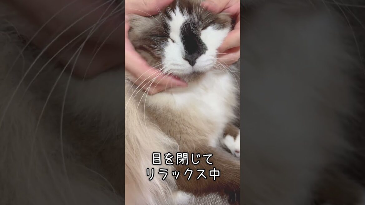 顔面マッサージでとろける猫 #Shorts #アメリカンカール  #マッサージ #かわいい猫