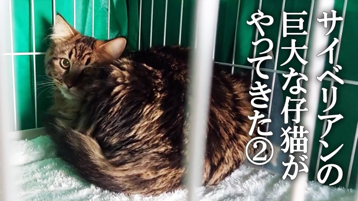 サイベリアンの大きな仔猫がやってきた！②　うなぎのような形状で部屋を探検する姿がかわいい