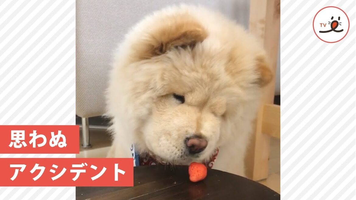 わ、悪気は無かったのね💦 イチゴが大好きなチャウチャウさんの残念なアクシデント😂【PECO TV】