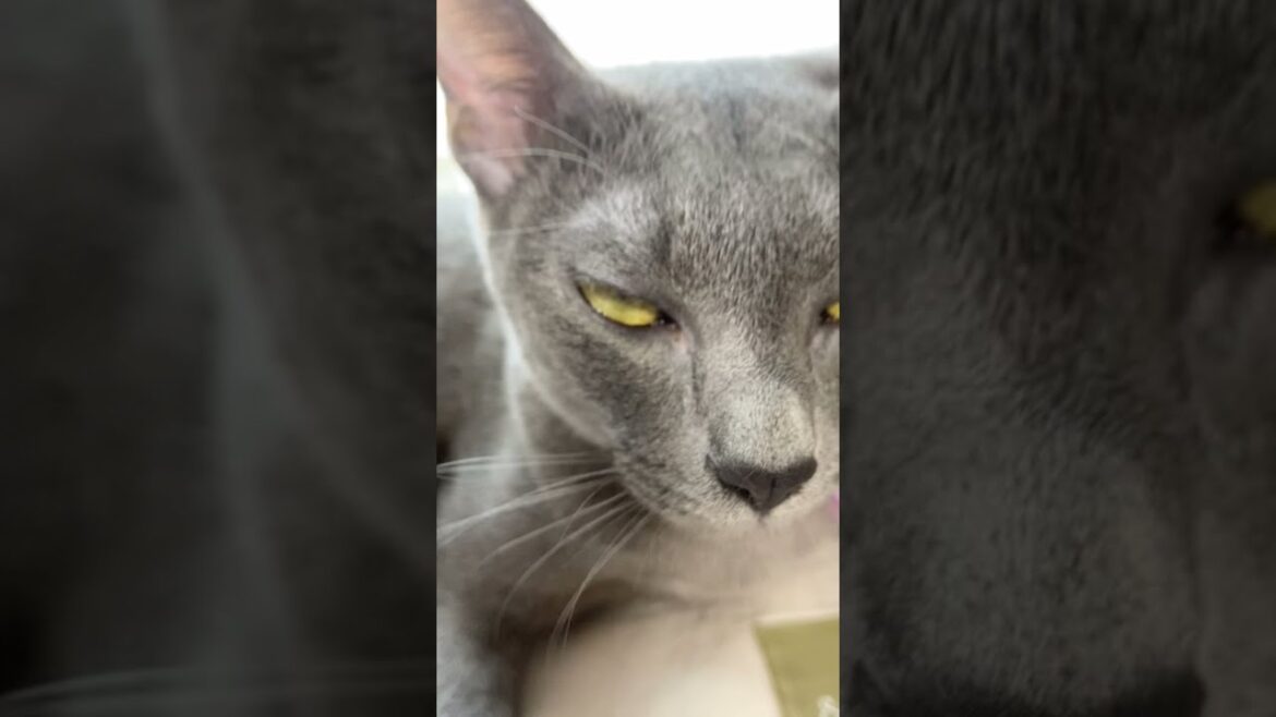 Cat makes funny faces when brushed #shorts Cat makes funny faces when brushed #shorts