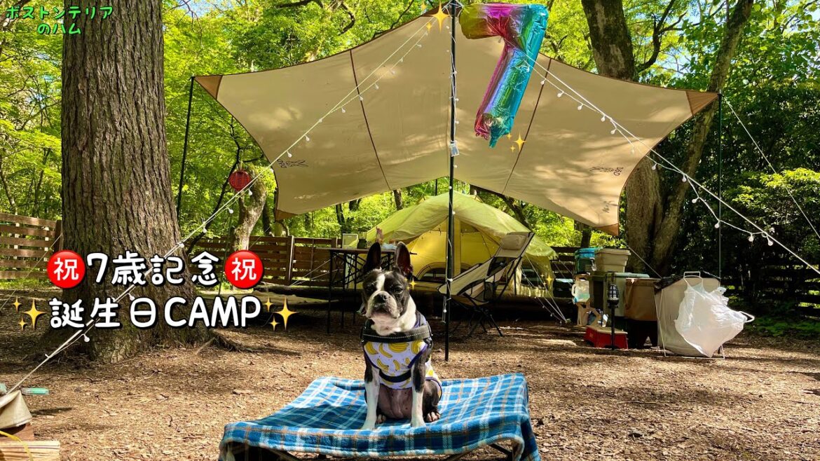 ボストンテリアのハム、7歳になりました ボストンテリアのハム、7歳になりました