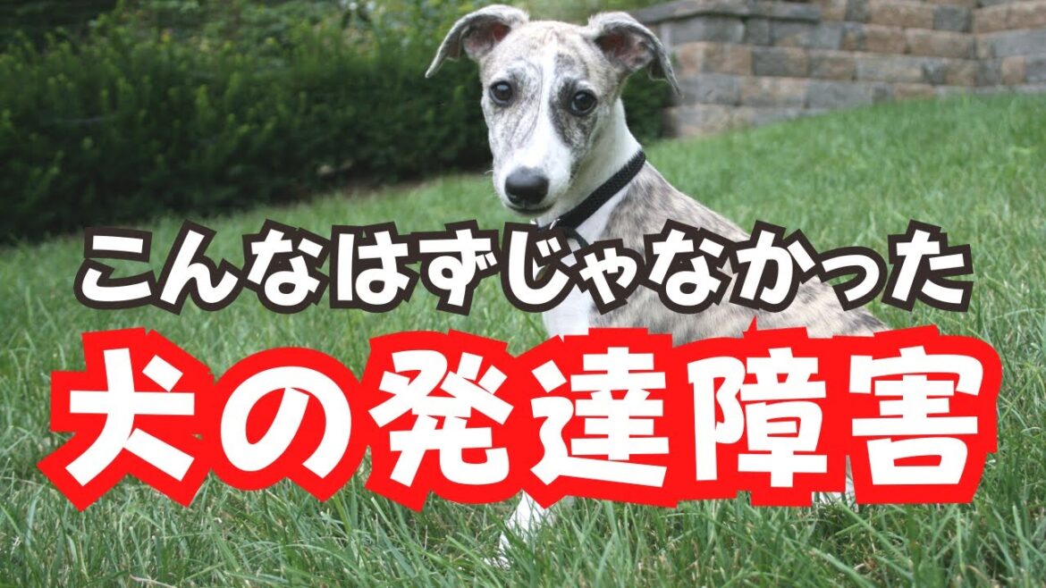 【想像以上に大変】犬にも発達障害がある！ウィペットブリーダー【優良ブリーダー直販】