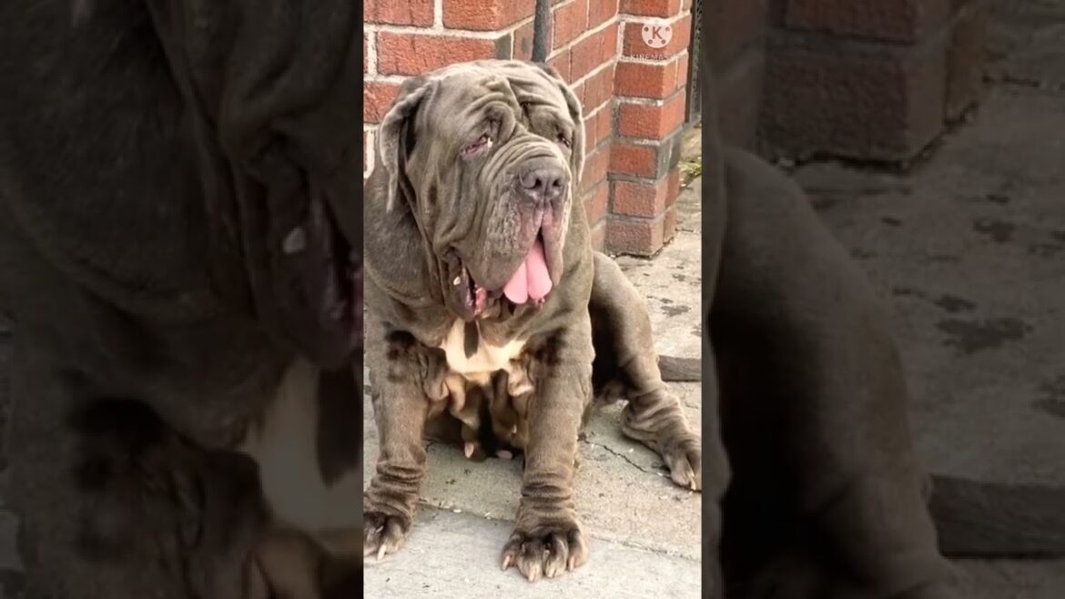Neapolitan mastiff dog 👿👿