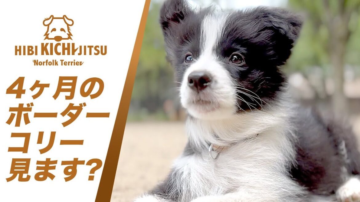 愛犬キチ 砂嵐の代々木公園ドッグラン【ノーフォークテリア norfolkterrier dogrun dogs yoyogipark】 愛犬キチ 砂嵐の代々木公園ドッグラン【ノーフォークテリア norfolkterrier dogrun dogs yoyogipark】