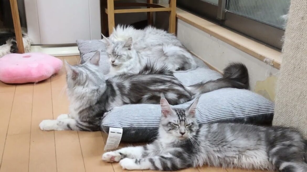 雨の日のメインクーン子猫イブちゃん