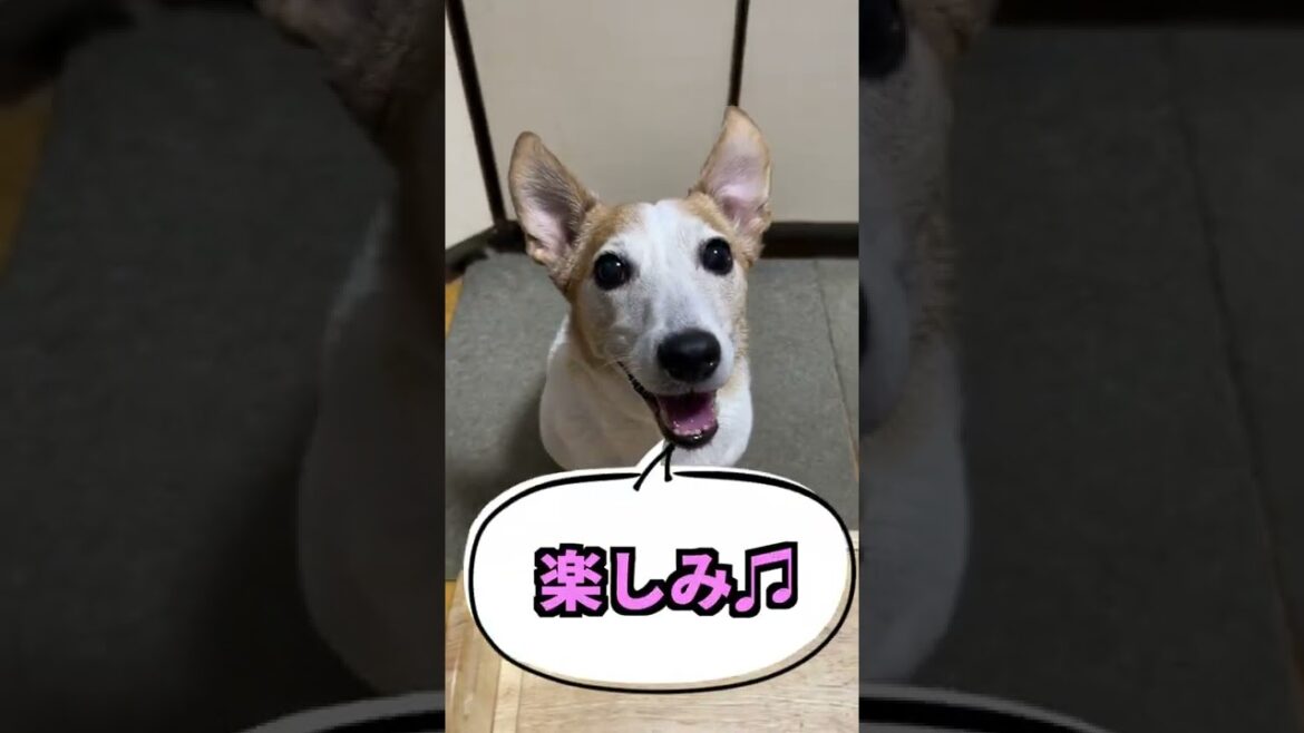 (ショート動画)焼肉を食べたジャックラッセルテリアが可愛かった #shorts