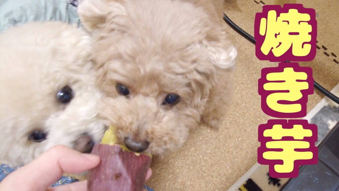 焼き芋を焼いたら食いついて離れなくなった愛犬が可愛かった