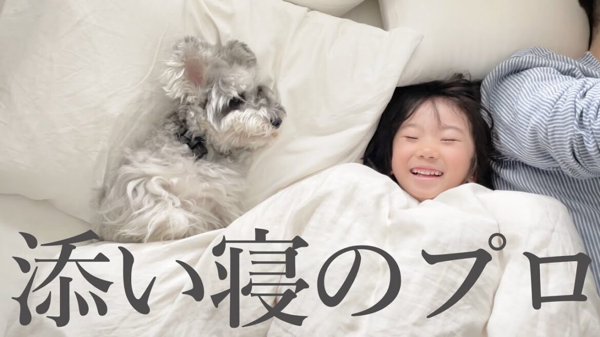 【赤ちゃんの頃から】子どもの添い寝歴４年の犬【シュナウザージジトト】