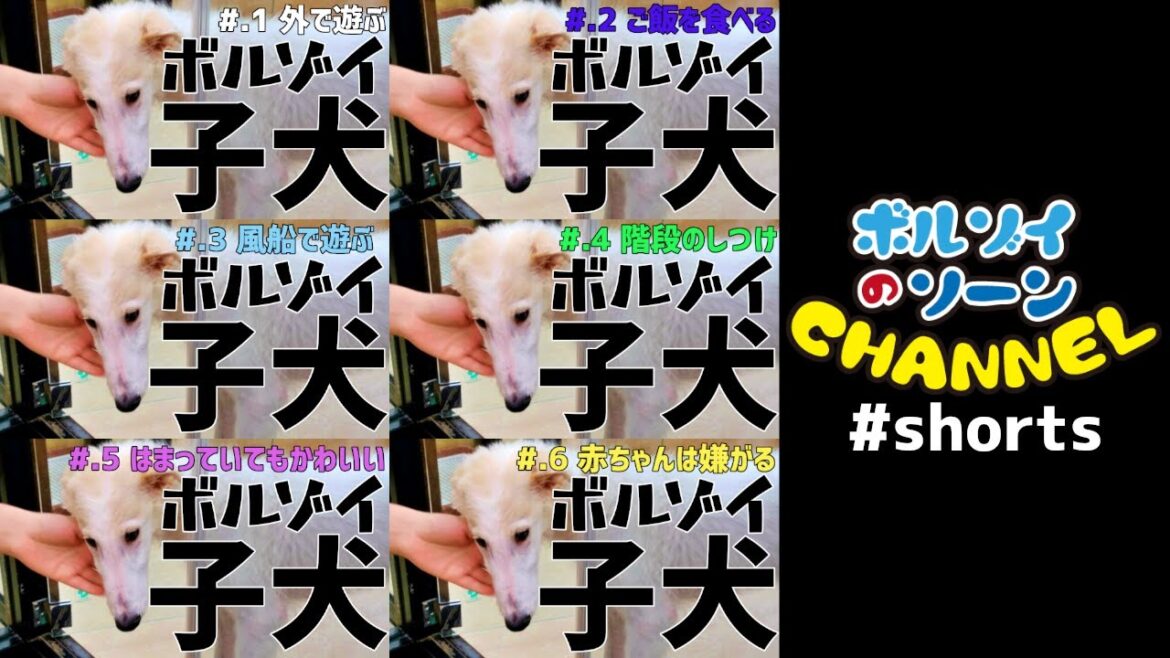 【総集編】ボルゾイの子犬 かわいい思い出たち【大型犬】【超大型犬】