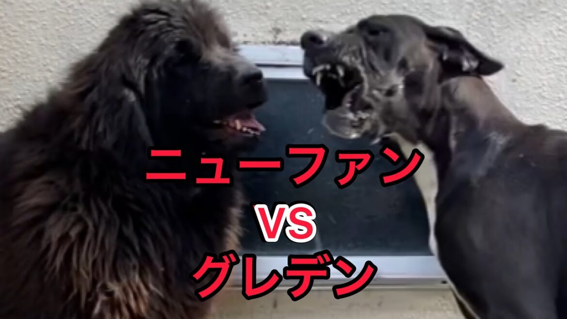 お庭ドックラン🏡 今日も元気いっぱい❤️ ニューファンドランド グレートデン わんぷろ 大型犬 多頭飼い 超大型犬 渡辺ボス