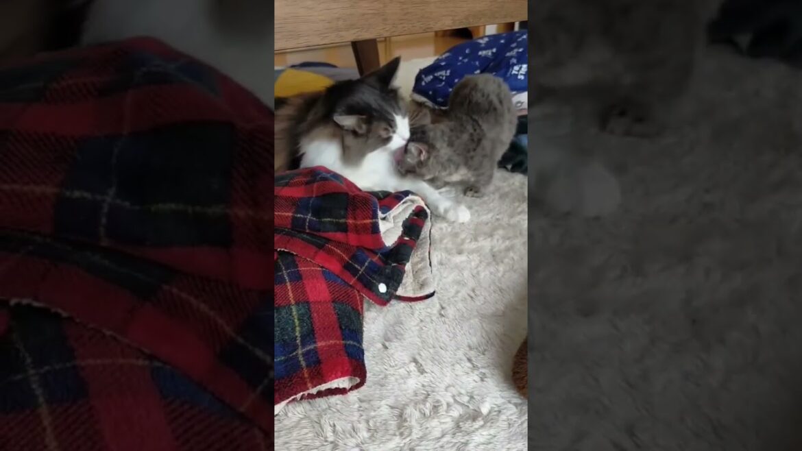 オルカVSへちま#ノルウェージャンフォレストキャット #スクーカム #ねこ好き #ねこのいる生活 #ねこ動画 #遊びたい