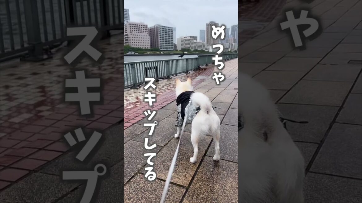柴犬おまめvsカラス