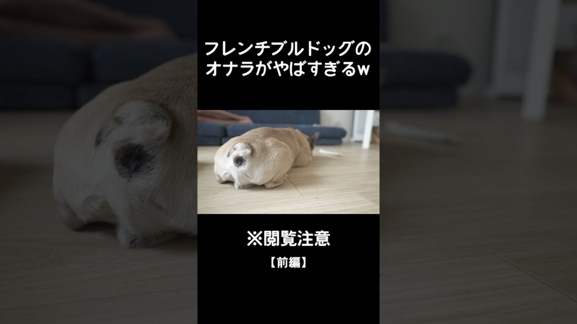 【前編】フレンチブルドッグのオナラがやばすぎるw