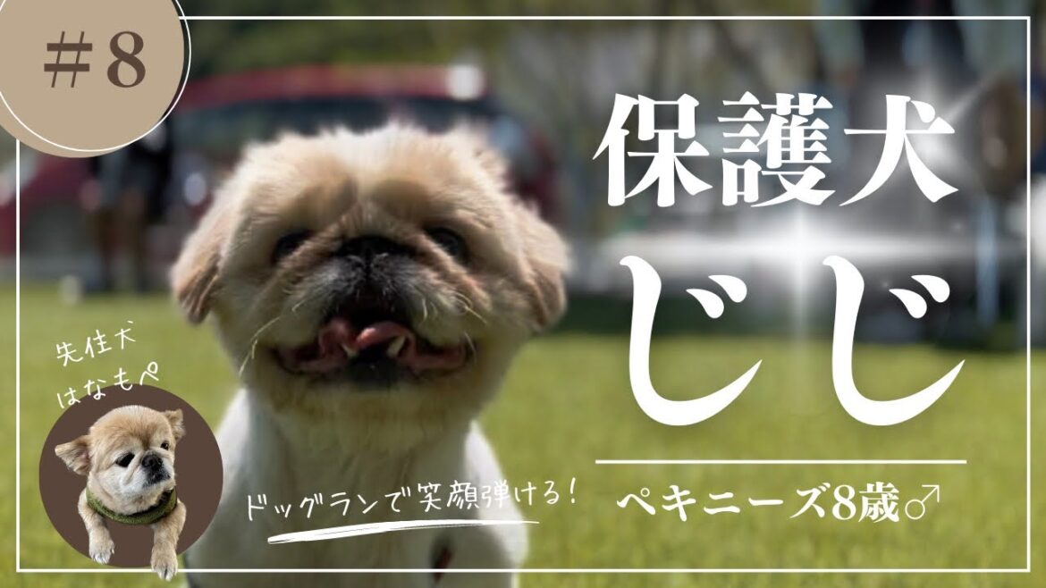 【#8】ドッグランデビュー!保護犬ペキニーズ、他の犬には無関心? 【#8】ドッグランデビュー!保護犬ペキニーズ、他の犬には無関心?