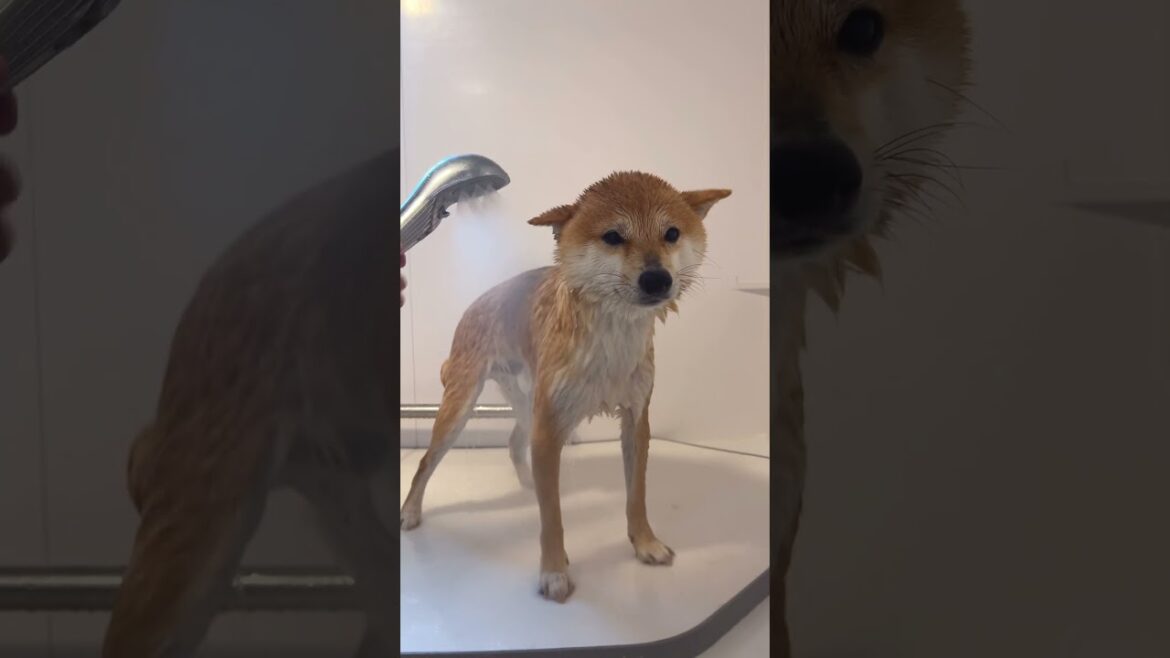 柴犬、絶望的なシャワータイム【豆柴ころた】#shorts #柴犬 #柴犬の日常 #しばいぬ 柴犬、絶望的なシャワータイム【豆柴ころた】#shorts #柴犬 #柴犬の日常 #しばいぬ