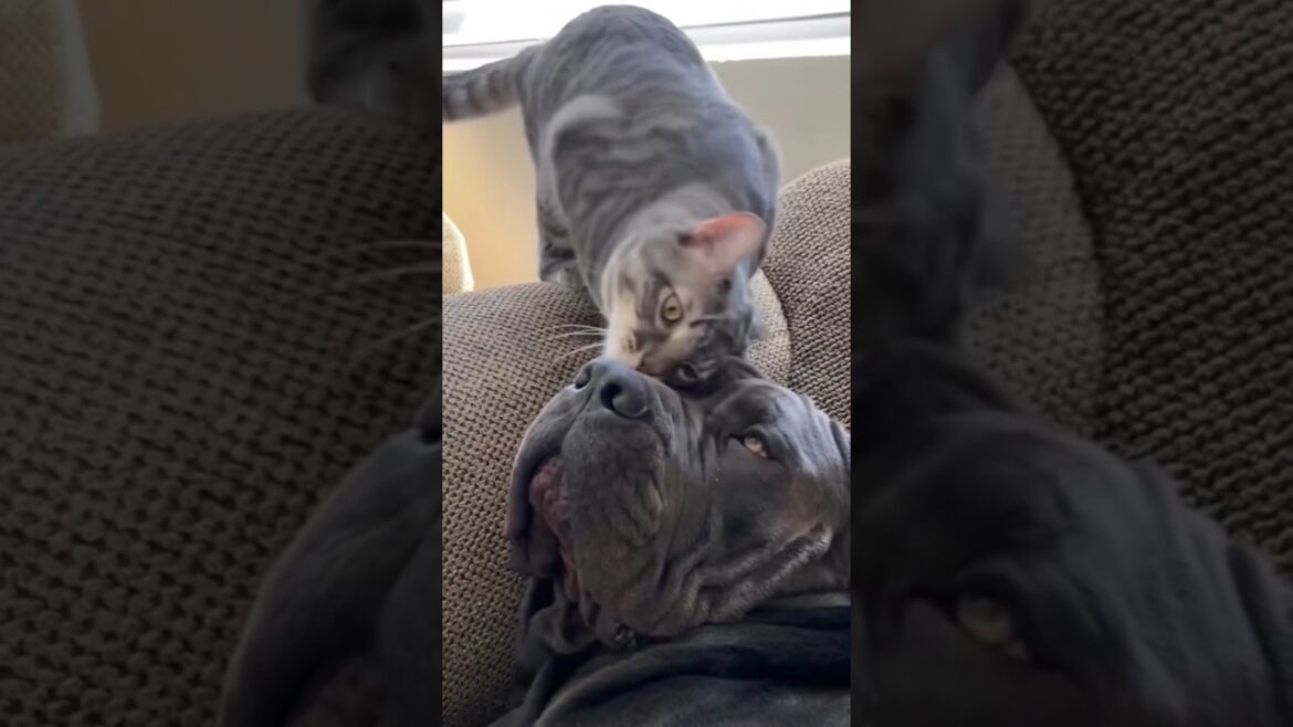 the pet cane corso and feisty cat #shorts #short #canecorso #cat #pets #trending #001