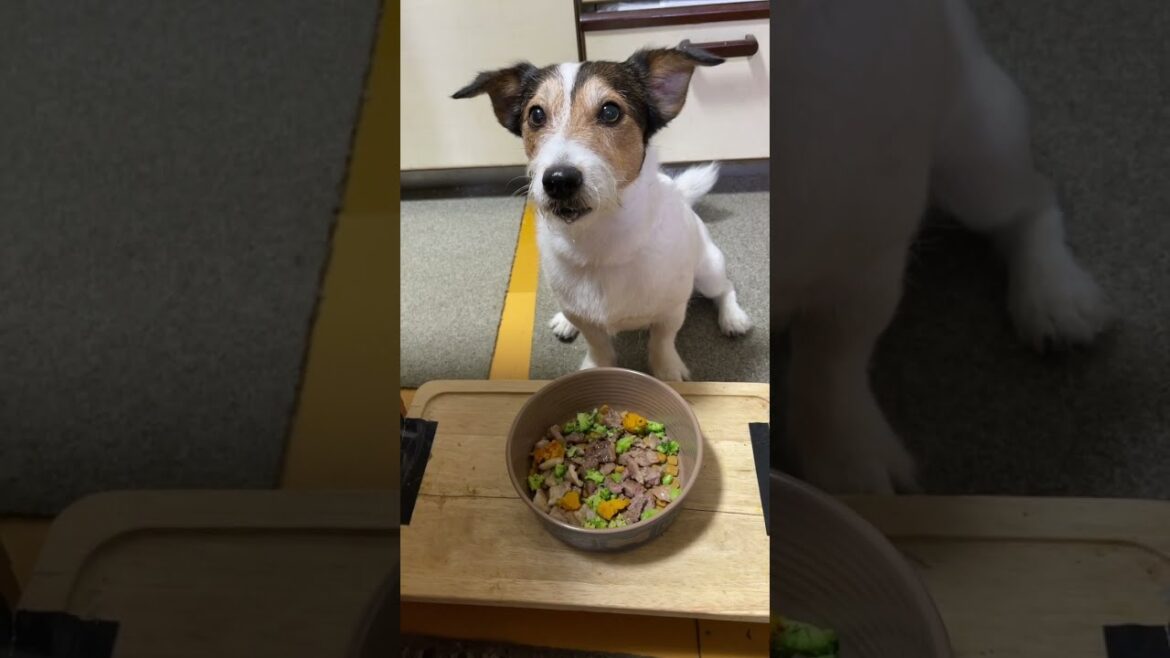 (ショート動画)焼肉を食べたジャックラッセルテリア #shorts