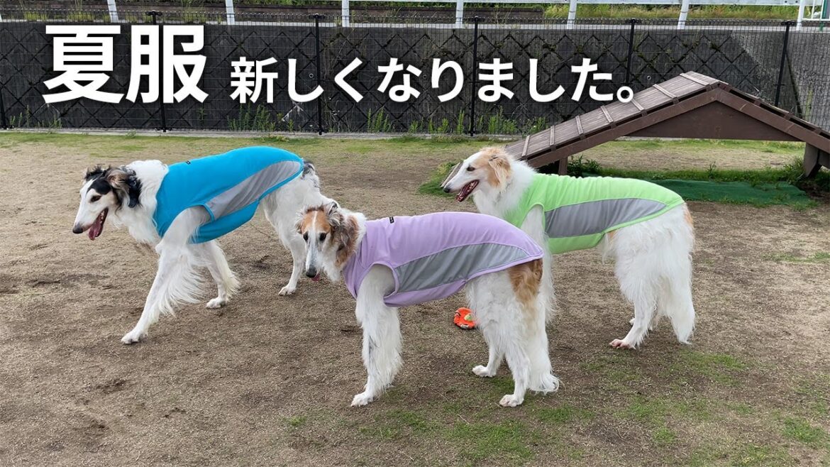 【ボルゾイと夏服】Royal Hound Designsさんで夏服を新調しました！