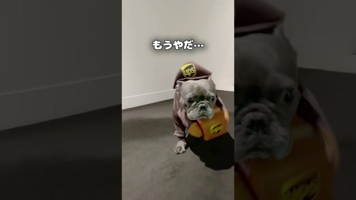 【可愛すぎる配達員】届けてサインをもらいたい！？ #shorts