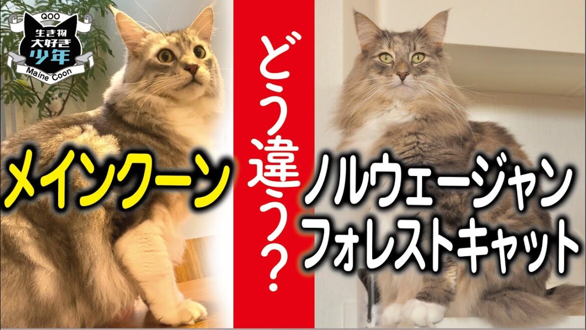 メインクーンとノルウェージャンフォレストキャットの違いは？大型長毛種の徹底比較／体重、性格、歴史、顔、寿命
