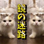 【神回】鏡の迷路に迷い込んだ猫の反応が最高すぎました【関西弁でしゃべる猫】