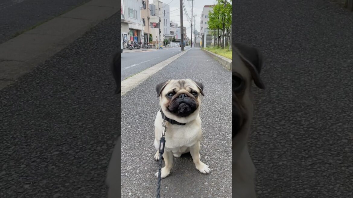 [パグ]アヒルぐち犬🐶 (duck face) #shorts