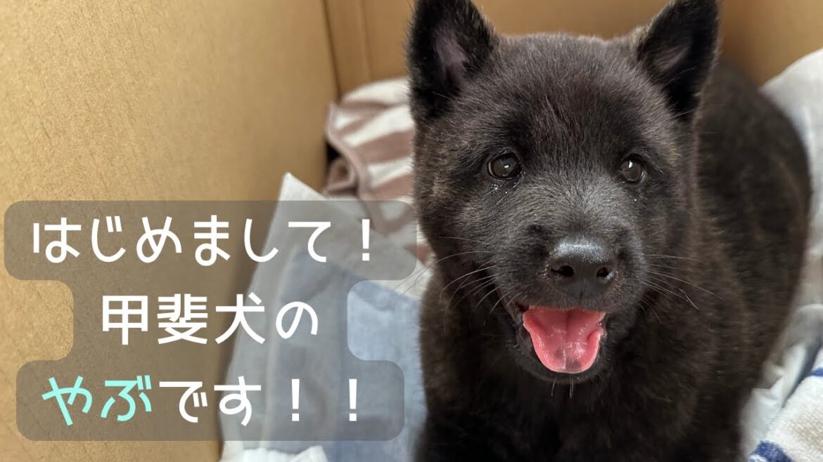 【甲斐犬】つ、ついに！甲斐犬の子犬「やぶ」を迎え入れました！