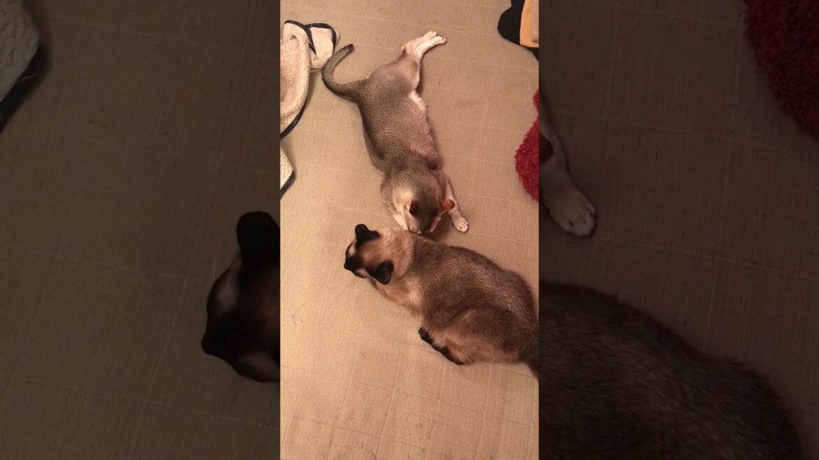 ひねりポーズでたぬき猫をペロペロするシンガプーラなのにゃ♪