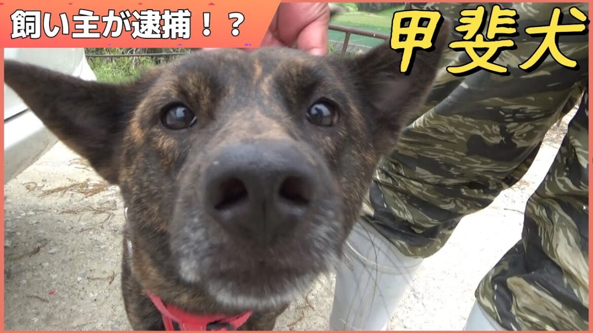 飼い主が逮捕されたので甲斐犬を預かる事になった