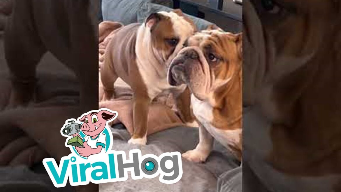 Bulldog Brothers || ViralHog
