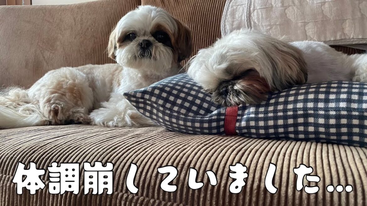 [シーズー多頭飼い]最近のふたりの日常