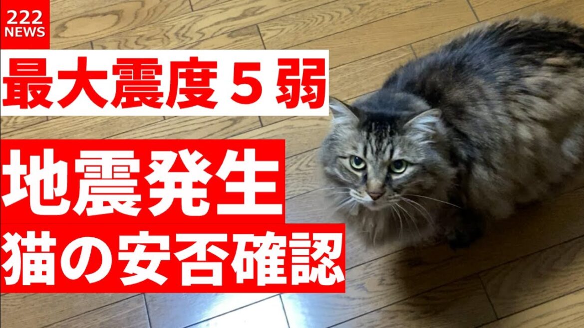 最大震度5弱の地震が発生したので猫の安否確認をおこないました。