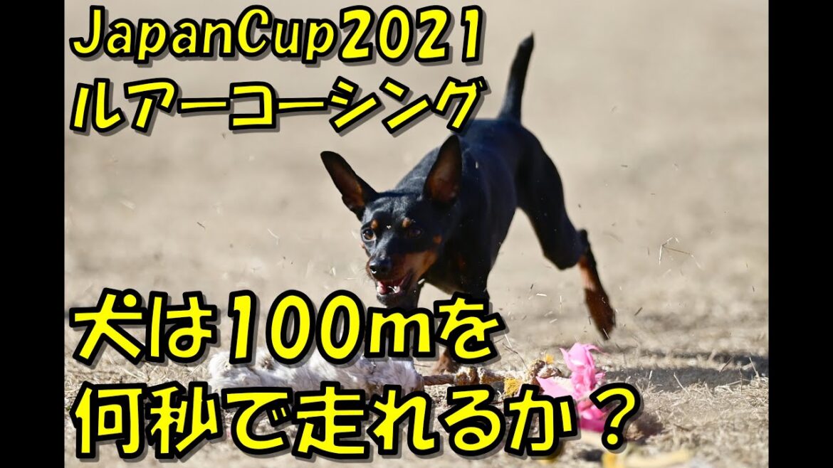 ルアーコーシング ミニチュアピンシャー(ミニピン Miniature Pinscher) クリ 2021-01-10 JapanCup2021 4th 千葉ポートパーク 100mを犬は何秒で走れるか? ルアーコーシング ミニチュアピンシャー(ミニピン Miniature Pinscher) クリ 2021-01-10 JapanCup2021 4th 千葉ポートパーク 100mを犬は何秒で走れるか?