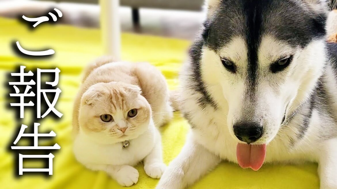 【ご報告】健康状態と今後について… 【ご報告】健康状態と今後について...