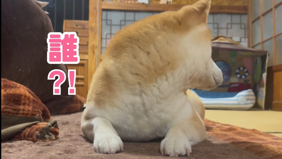 見えない誰かにチョンチョンされている柴犬　Who do you think I am?