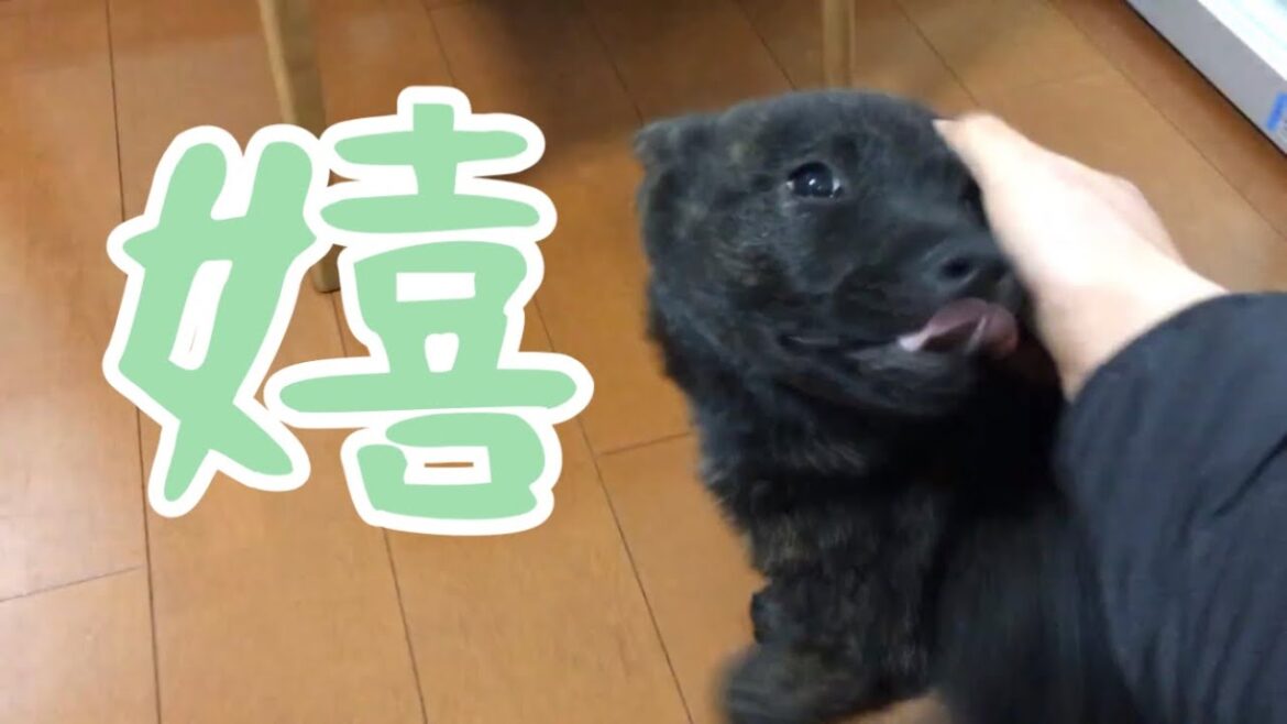 1週間ぶりくらいのテンションで出迎えてくれる甲斐犬