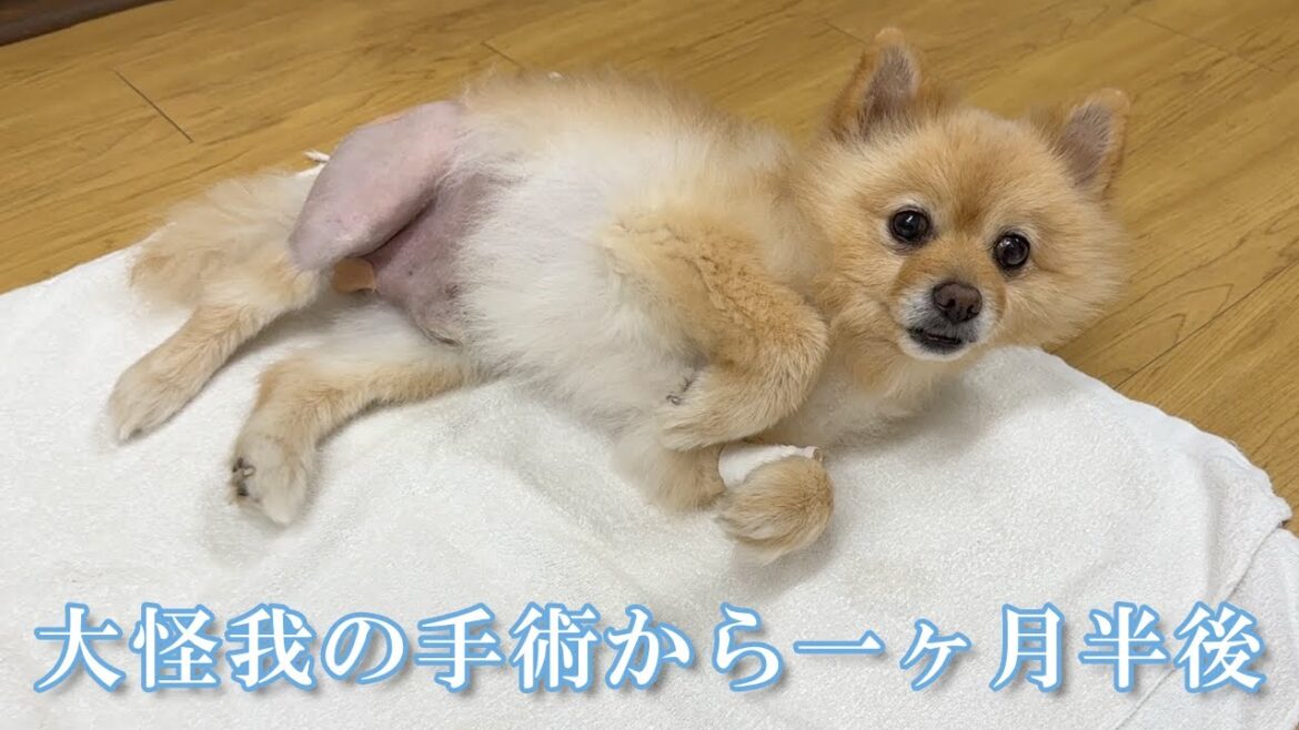 【朗報】手術から一ヶ月半、大怪我を乗り越えた愛犬がこうなりました！