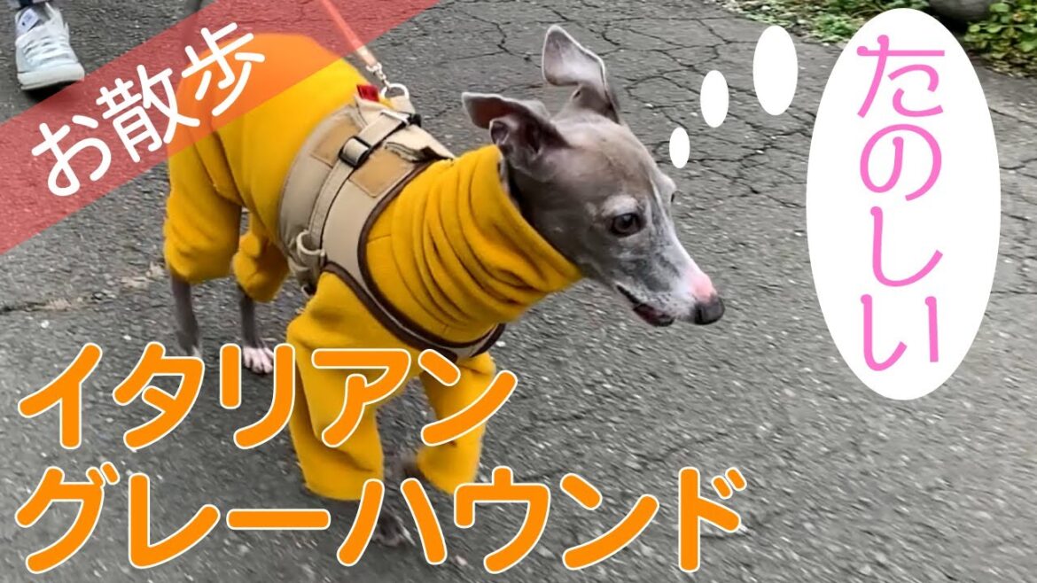 【イタリアングレーハウンド】ご主人とのウキウキ散歩！【Italian Greyhound】