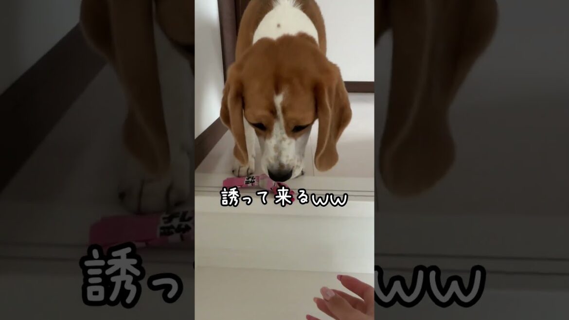 自分の部屋で遊びたくて、飼い主を誘って来るビーグル犬 #shorts