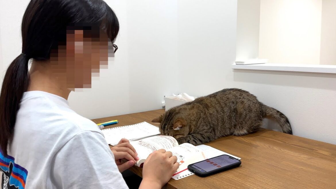猫を無視して勉強を続けてたらこうなった…笑