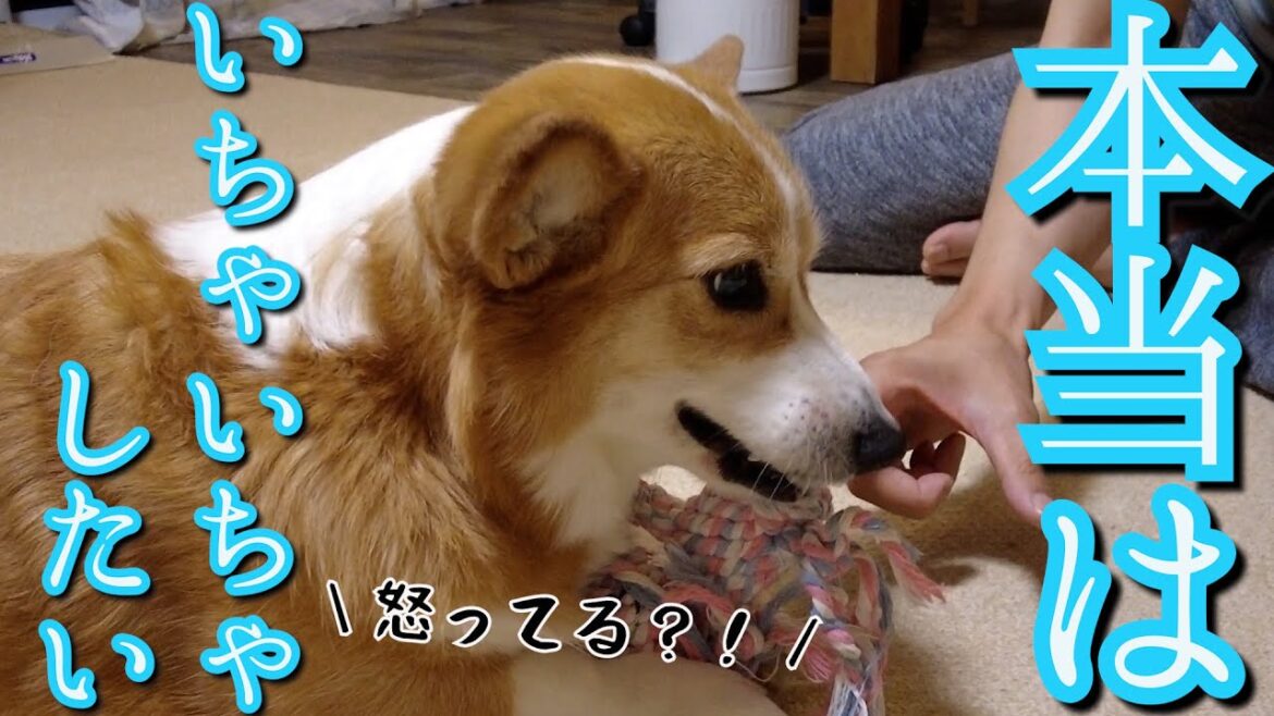 ツンデレ犬がデレになる瞬間がこちら【旦那の彼女化したコーギー】