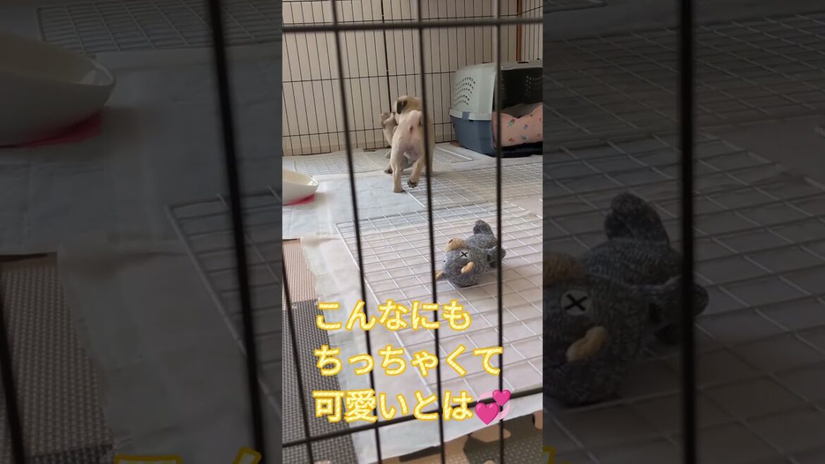 1年前の今日、パグはやって来たんだ
