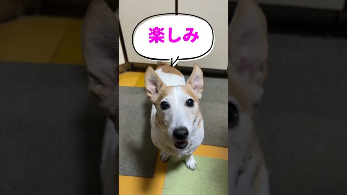 (ショート動画)豚肉のご飯を食べたジャックラッセルテリアが可愛い😊 #shorts