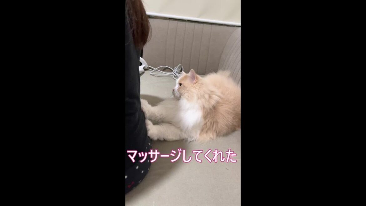 #Shorts【サイベリアン猫】猫がお風呂上りにマッサージしてくれました