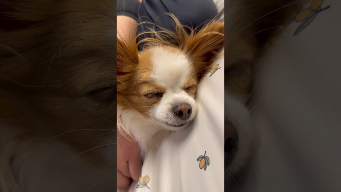 初めてのドッグマッサージで寝てしまった犬💤 #shorts