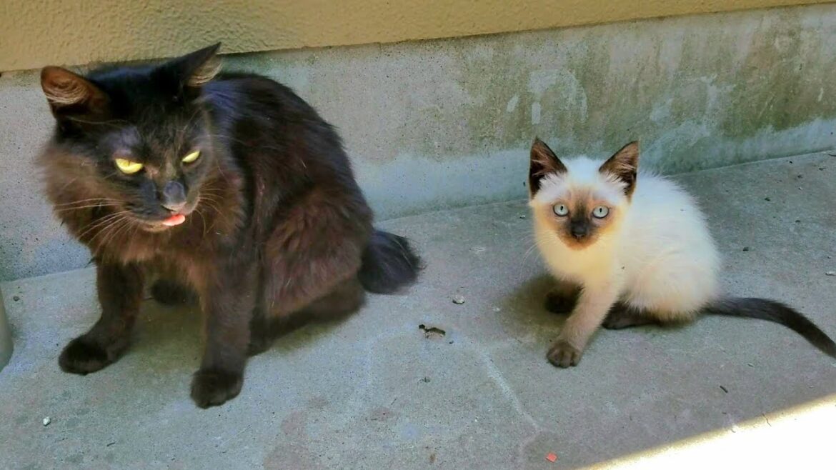 シャム子猫達の世話をしてる時に2匹の猫が股座へ座込んで来た💦 シャム子猫達の世話をしてる時に2匹の猫が股座へ座込んで来た💦