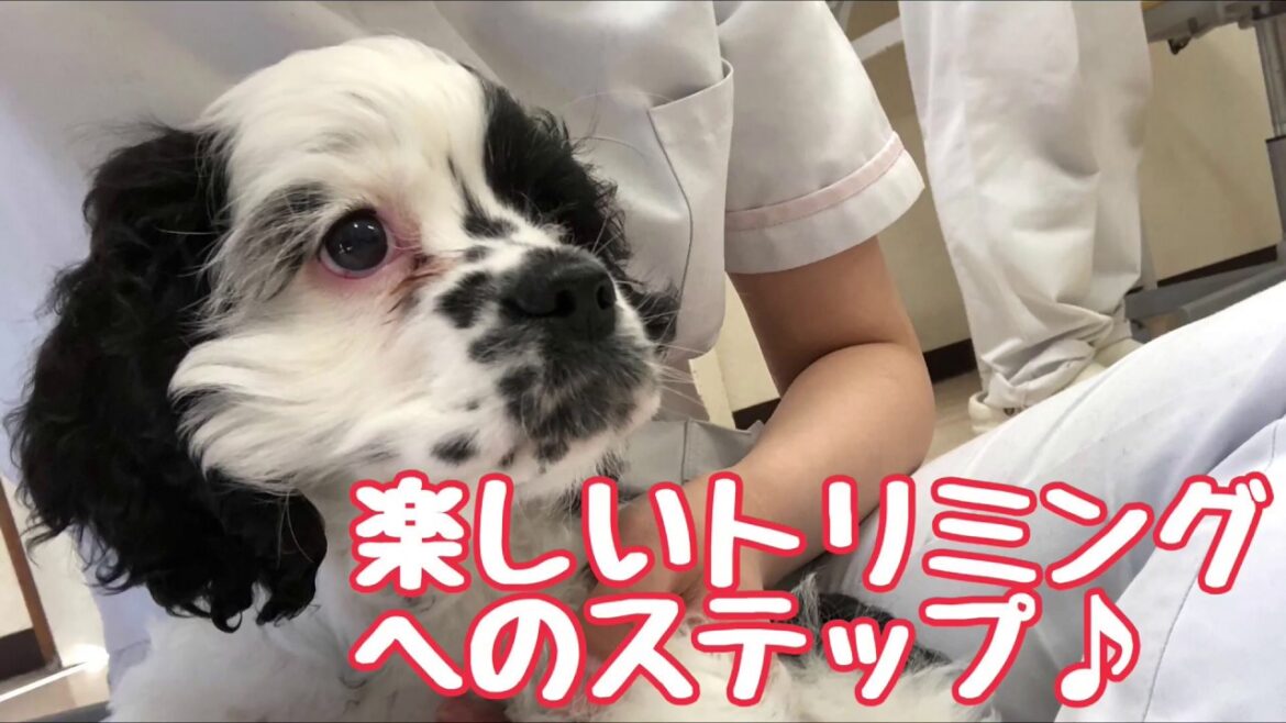 【アメリカンコッカースパニエル】トリミングへの道のり[兵庫ペット医療センター トリミング 尼崎 犬動画　］Happy dog glooming